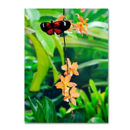 Kurt Shaffer 'Hecale Longwing On Orchid' Canvas Art,14x19